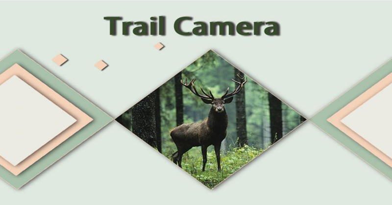 Camera Trap Forest Monitoring